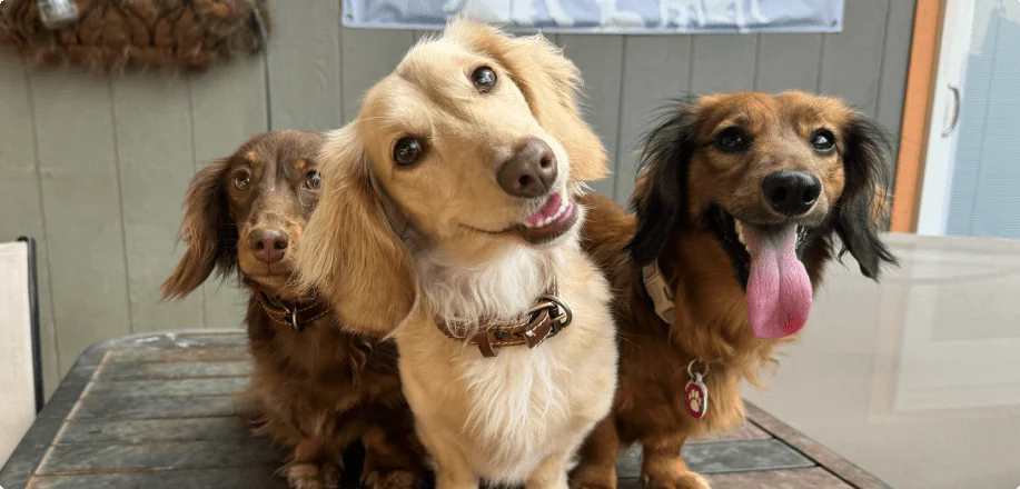 Pet Sitting Preview